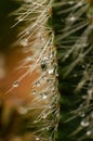 Very epic scene of fresh water drop on thorn of cactus Royalty Free Stock Photo