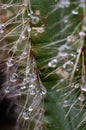 Very epic scene of fresh water drop on thorn of cactus Royalty Free Stock Photo