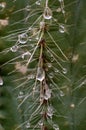 Very epic scene of fresh water drop on thorn of cactus Royalty Free Stock Photo