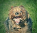 A very excited Yorkshire Terrier dog running on grass