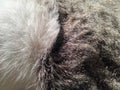 very exotic cat fur with natural softness Royalty Free Stock Photo
