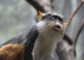Very Expressive Face of Wolf`s Guenon Monkey Royalty Free Stock Photo