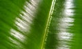 Very extreme close up of ficus green leave