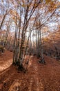 Forca d`Acero, Abruzzo National Park, Italy Royalty Free Stock Photo