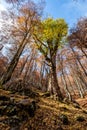 Forca d`Acero, Abruzzo National Park, Italy Royalty Free Stock Photo