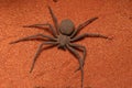 Very fast and creepy six-eyed Sand Spider Sicarius sp