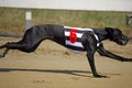 Very fast greyhound flying over race track