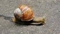 Snail on the pavement