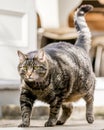 A very fat cat walking in the garden