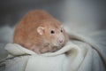 Very fat red rat at home on a table