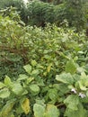 This is a very fertile green eggplant land