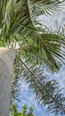 very fertile palm tree