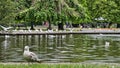 Very few ducks Seaguls in the park .