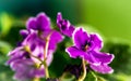 Very fine detailed beautiful closeup macro photo of violet flowers