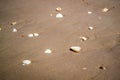 Beach with a lot of seashells on seashore in South Padre Island, Texas Royalty Free Stock Photo