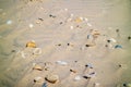 Beach with a lot of seashells on seashore in South Padre Island, Texas Royalty Free Stock Photo