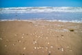 Beach with a lot of seashells on seashore in South Padre Island, Texas Royalty Free Stock Photo