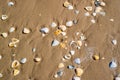 Beach with a lot of seashells on seashore in South Padre Island, Texas Royalty Free Stock Photo