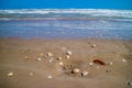 Beach with a lot of seashells on seashore in South Padre Island, Texas Royalty Free Stock Photo