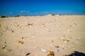 Beach with a lot of seashells on seashore in South Padre Island, Texas Royalty Free Stock Photo