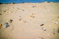 Beach with a lot of seashells on seashore in South Padre Island, Texas Royalty Free Stock Photo