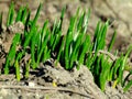 Green ears of grass