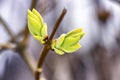 Very first spring green yellow buds on lilac bush, bokeh, sunny day. Leaves are not opened yet Royalty Free Stock Photo