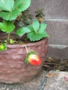 Very first strawberry