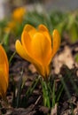 Bright yellow spring crocus flower