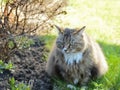 Very fluffy cat sitting on grass background Royalty Free Stock Photo