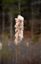 Very Fluffy Common Cattail in a Marsh in the Spring