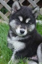 Very Fluffy Fur on an Alusky Puppy Dog Looking Cute