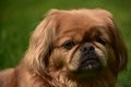 Very Fluffy Ginger Pekingese Puppy Dog Looking Cute Royalty Free Stock Photo