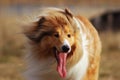 Very fluffy red collie portrait on nature background