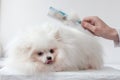 A very fluffy white small dog Pomeranian next to a hand with a comb on which there is a lot of fluff, wool