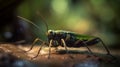 Very focused and sharp grasshopper details