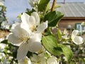 Very fragrant and beautiful flowers in the garden in summer