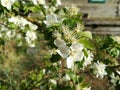 Very fragrant and beautiful flowers in the garden