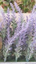 Very fragrant dried lavander plant of purple color!