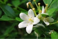 A very fragrant flower