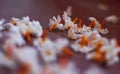 Very fragrant Night-flowering jasmine or Parijat or Harshingar or Shephali of Shuli or Sheuli flower in full bloom. Appears in Royalty Free Stock Photo