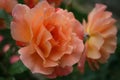 Orange roses on a green background. Flowering rose bush Royalty Free Stock Photo