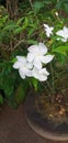 The white jasmine flowers