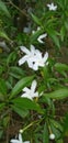 small white jasmine flowers