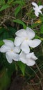 The small white jasmine flowers