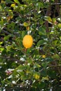 Spring Bloom Series - Meyers Lemon Tree Blooms - Citrus x meyeri
