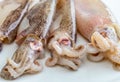 Very fresh baby squids freshly.