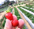 Very fresh freshly picked strawberries.