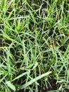 Green grass with morning water drops