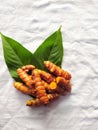 Very fresh healthy raw turmeric on a white background